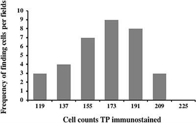 Thymidine Phosphorylase Expression and Microvascular Density Correlation Analysis in Canine Mammary Tumor: Possible Prognostic Factor in Breast Cancer